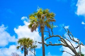 Palm trees on a folly beach