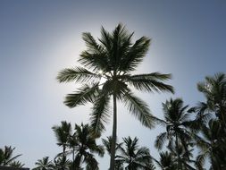 palm trees foliage in Dominican Republic