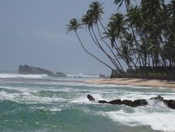 photo of coconut trees on the shore of Sri Lanka