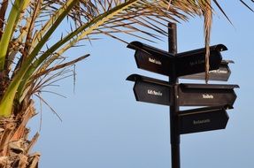 pointers on the beach near palm