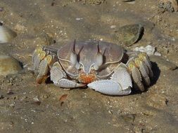 Beach Crab