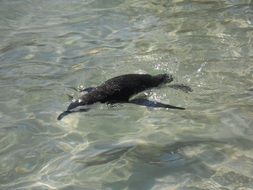Penguin Boulders