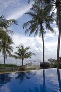 green palm trees near the pool