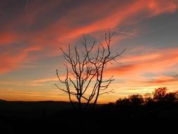 bare tree at Evening Sky