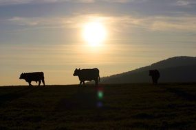 The Cows Pasture Sunset