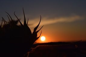 silhouette of a flower on a sunset background