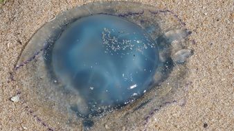 Blue Jellyfish on a beach