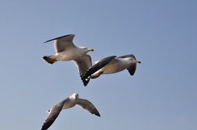 Seagull Emergency Flight