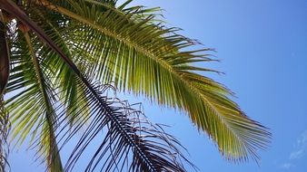 Palm Sky Sun Holiday Leaves
