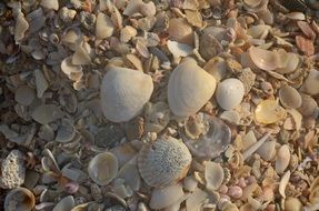 Mussels Sea