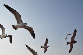 seagulls in flight close up