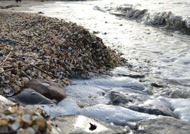 small seashells on the beach of the North Sea