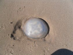 jellyfish on the beach