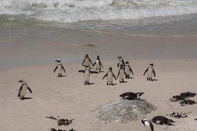 group of penguins on the ocean coast