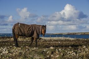 horse in a jacket on the shore, ireland