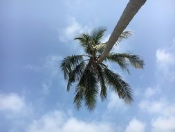 Thailand palm in the clouds