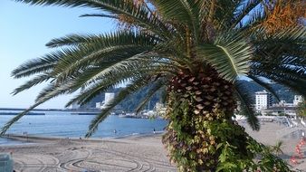 beach with pal trees in Japan