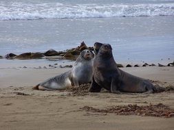 Picture of Sea Lions on a beach