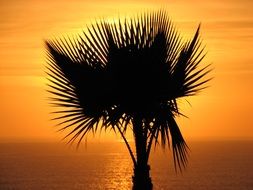 Palm Tree at the back light