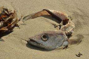 the skeleton and skull of fish
