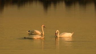 Picture of swimming swans on a Golden Hour