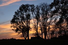 silhouettes of tall trees at dusk