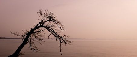 Lazise Lake Tree