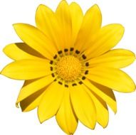 clipart of the Transparent Flower