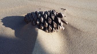 pine cone on the beach