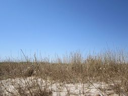 Beach Dune Grass