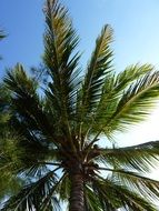 fluffy green palm