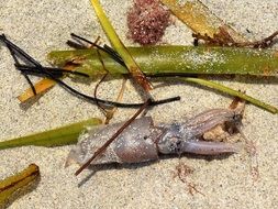Sea grass and squid on a sand