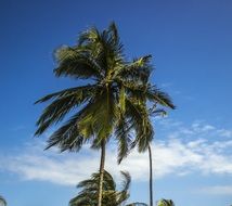 coconut trees in the wind on a sunny day