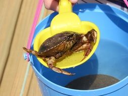 Picture of Crab in a water in bucket