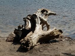 gnarled tree stump on the beach near the water