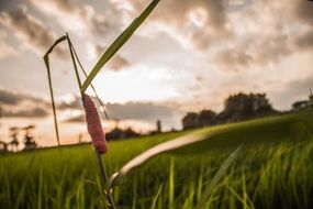 Evening Corn Field