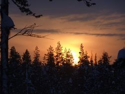 romantic sunset over the treetops