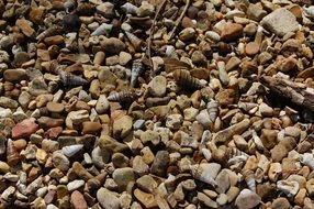 Pebbles and Shells on a beach