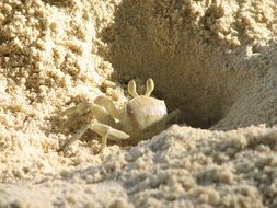 Crab in White Sand