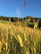 A lot of the plants in Tyrol in summer