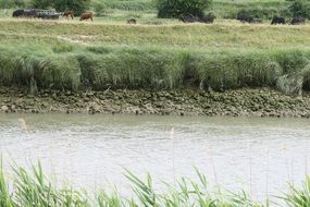 green bank of a small river