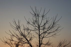 silhouettes of branches of a large tree at sunset