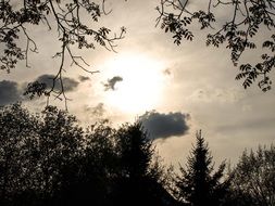 trees against the background of the evening rainy sky