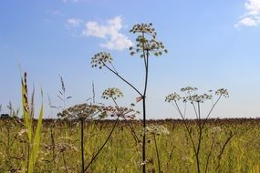 grass on a field on a sunny day