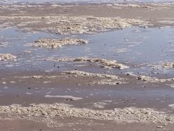 beach near the ocean at low tide
