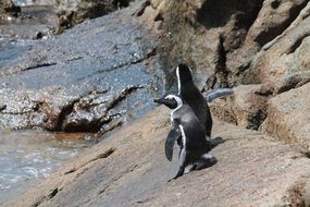 Penguins,South Africa