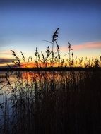 landscape of twilight in reed beds