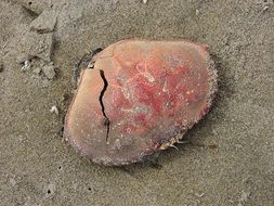 Crab on the sand on the beach