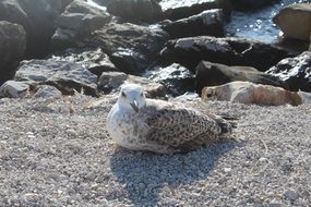 Seagull,Croatia