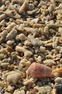 Shells on a beach